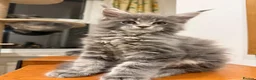 Maine Coon cats for sale: Maine coon - Advert 4
