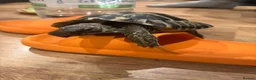 Hermann Tortoise reptiles for sale: Herman Tortoise  in London - Advert 1