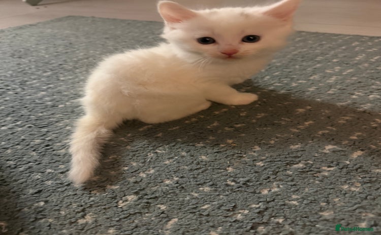 Ragdoll cats - Advert 1