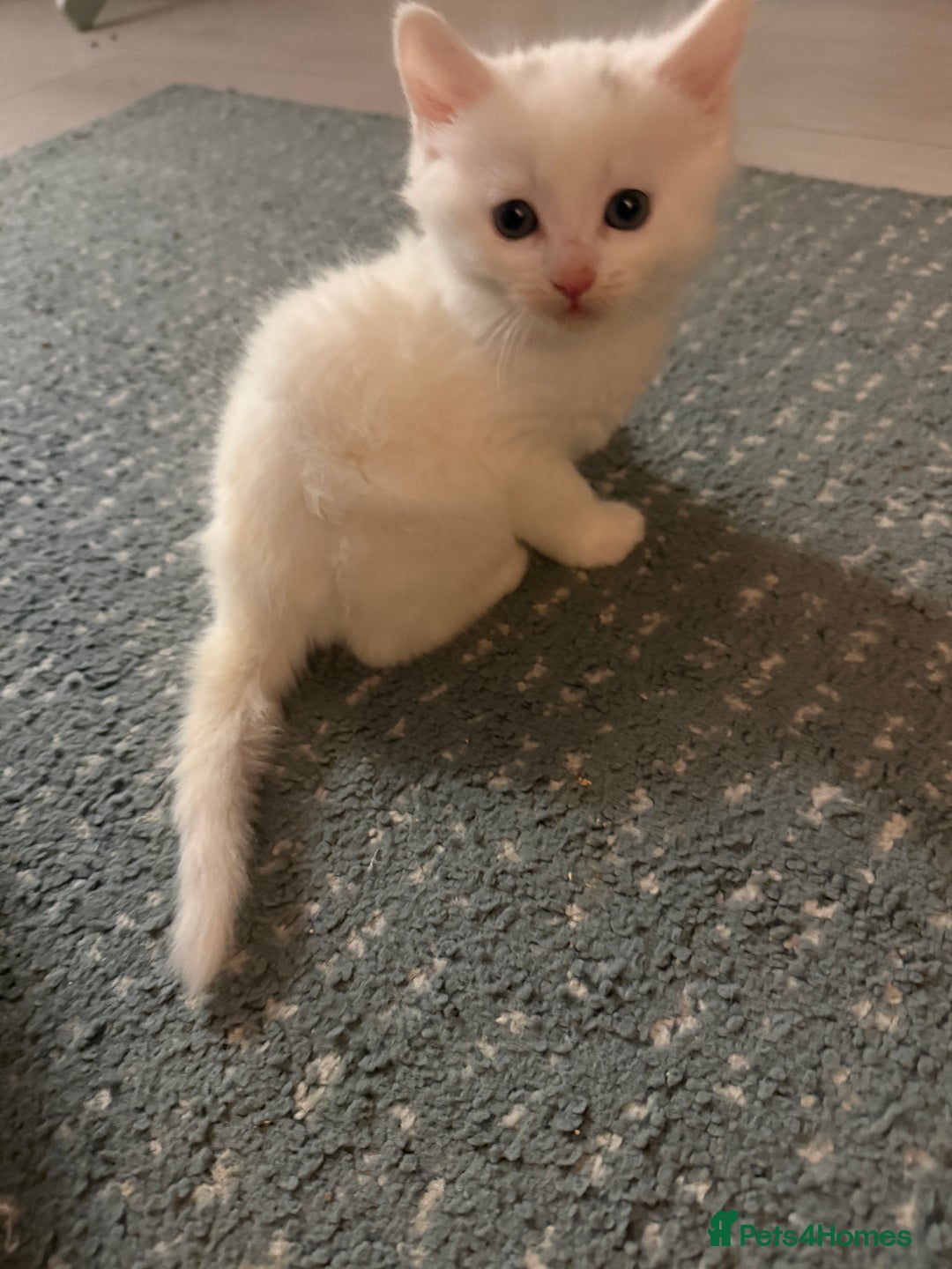 Ragdoll cats for sale: Ragdoll x British short hair kittens for sale  - Image 1