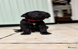 Bandog dogs for sale: BANDOG PUPPIES – SERIOUS QUALITY, SERIOUS PRESENCE - Advert 6