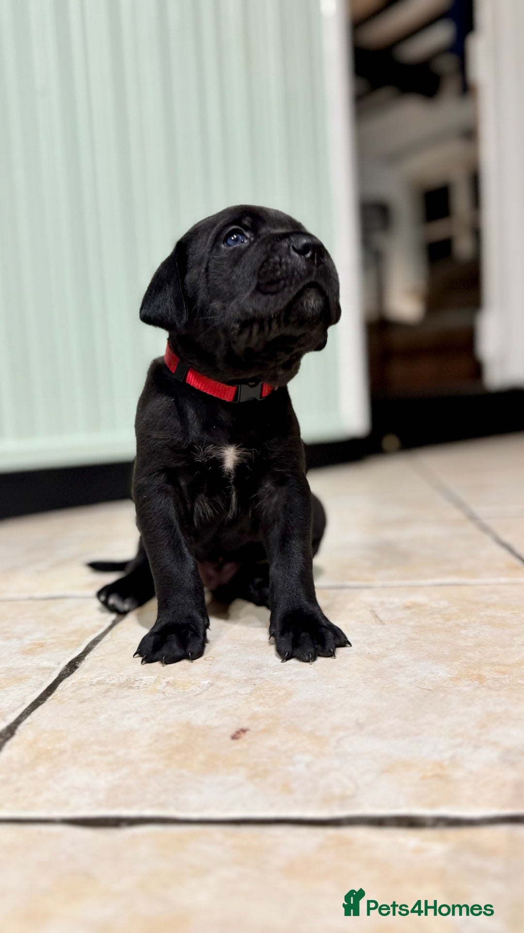 Bandog dogs for sale: BANDOG PUPPIES – SERIOUS QUALITY, SERIOUS PRESENCE - Advert 6