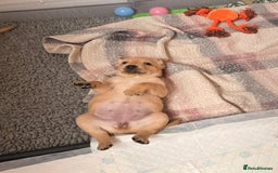 Labrador Retriever dogs for sale: Beautiful litter of Labradors - Image 14