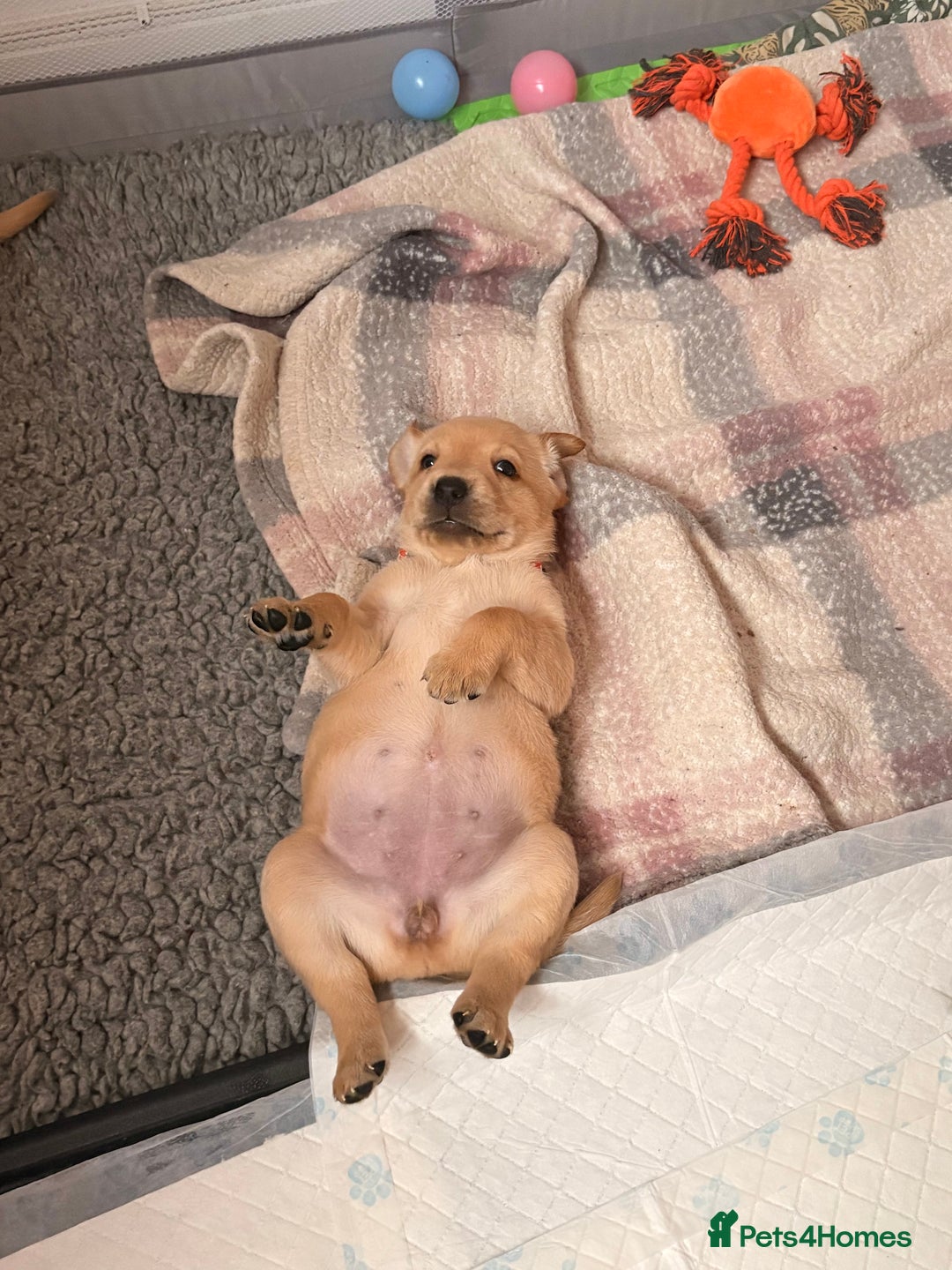 Labrador Retriever dogs for sale: Beautiful litter of Labradors - Image 14