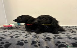 Mixed Breed dogs for sale: dixie pop puppies for sale - Image 25