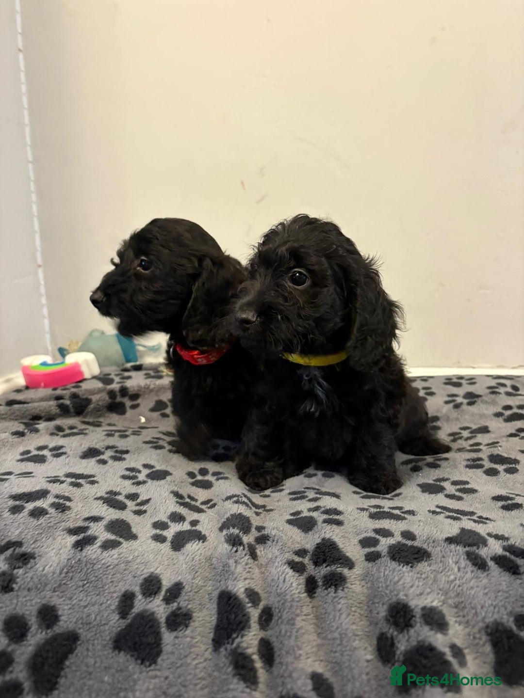 Mixed Breed dogs for sale: dixie pop puppies for sale - Image 25