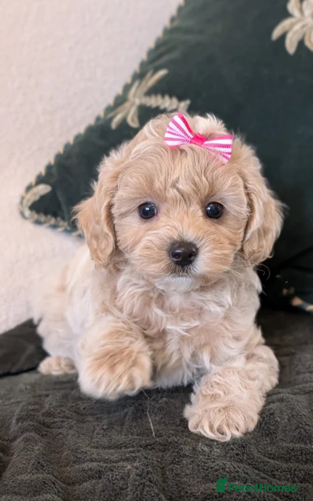 Maltipoo dogs for sale: Wait List Open - Toy Maltipoo Puppies  - Advert 2