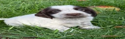 Cocker Spaniel dogs for sale: KC Reg Cocker Spaniel Pups Full DNA 5⭐️ Licensed  - Advert 15