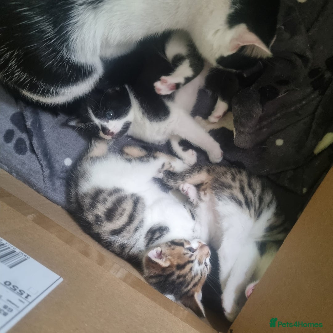 Mixed Breed cats for sale: Beautiful half bengal kittens  - Image 6