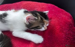 Mixed Breed cats for sale: Gorgeous Fluffy Kittens - Image 14