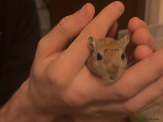 Gerbil rodents 2 Gerbils For Sale - URGENT!!! - Advert 1