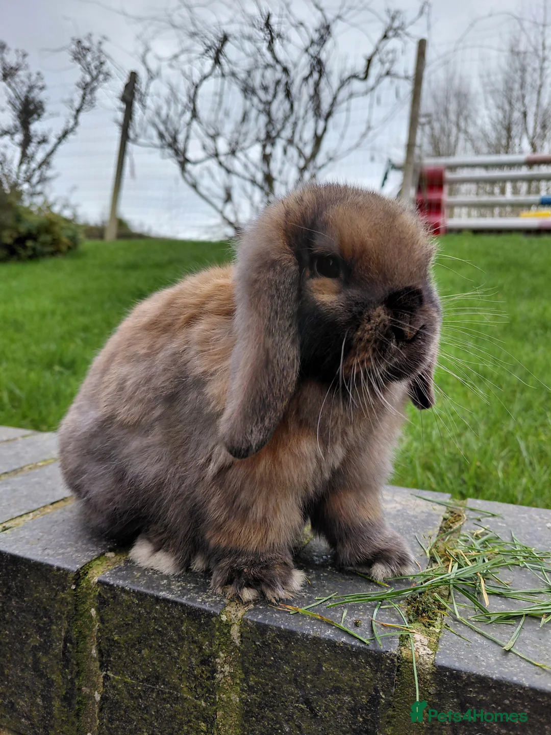 Mini Lop rabbits for sale: Mini Lop babies - Advert 2