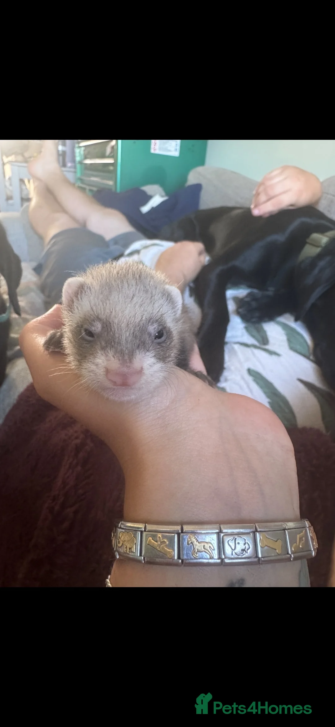 Ferret rodents for sale: Lovely male ferrets - Advert 1