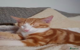 British Shorthair cats for sale: Male ginger short hair  - Image 5