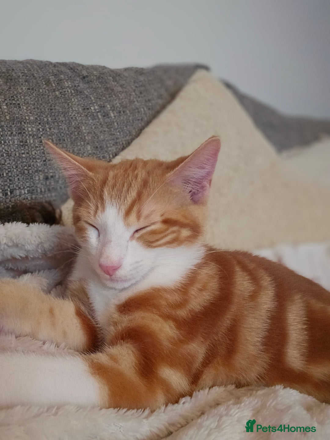 British Shorthair cats for sale: Male ginger short hair  - Image 5