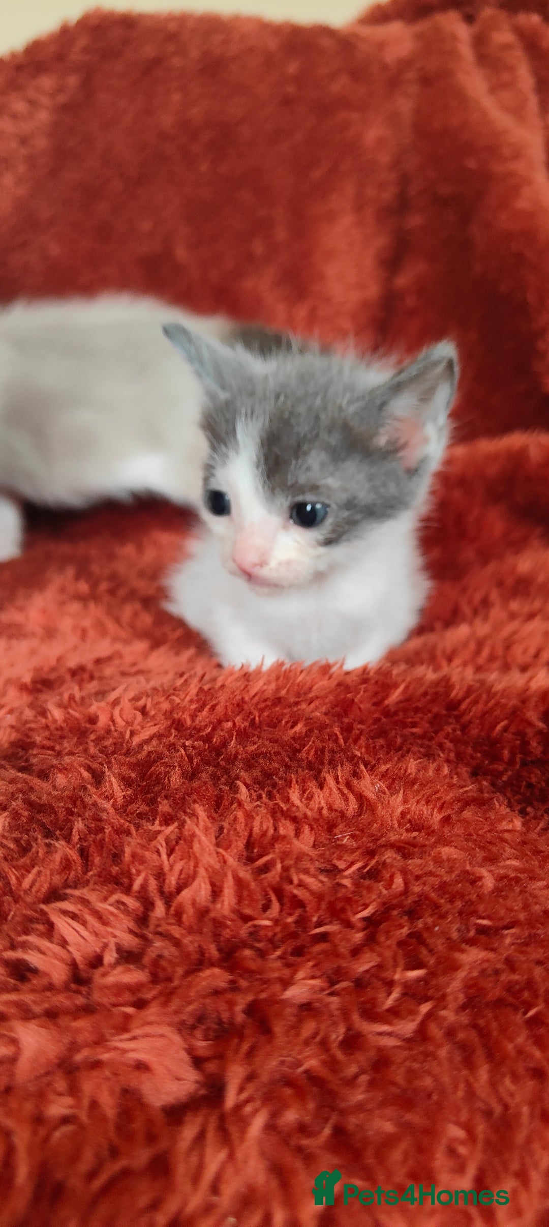 Mixed Breed cats for sale: Ragdoll X russian blue kittens - Image 5