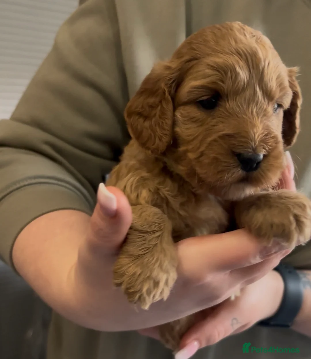 Cockapoo dogs for sale: 8 beautiful puppies - Advert 7