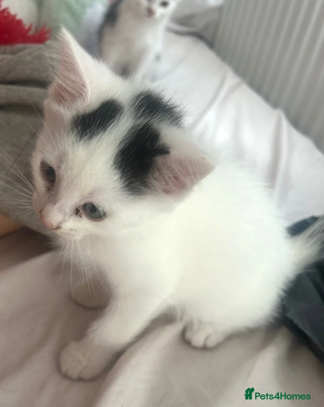 Persian cats for sale: 3 beautiful half Persian kittens left for sale!! - Advert 2