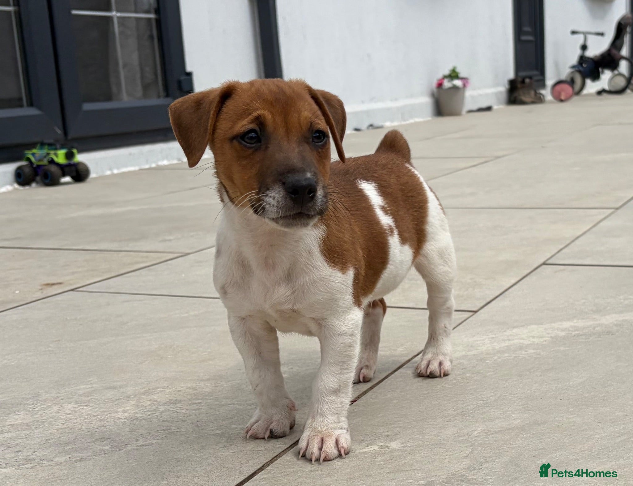 Jack Russell dogs One boy left, short tail smooth coated - Advert 1