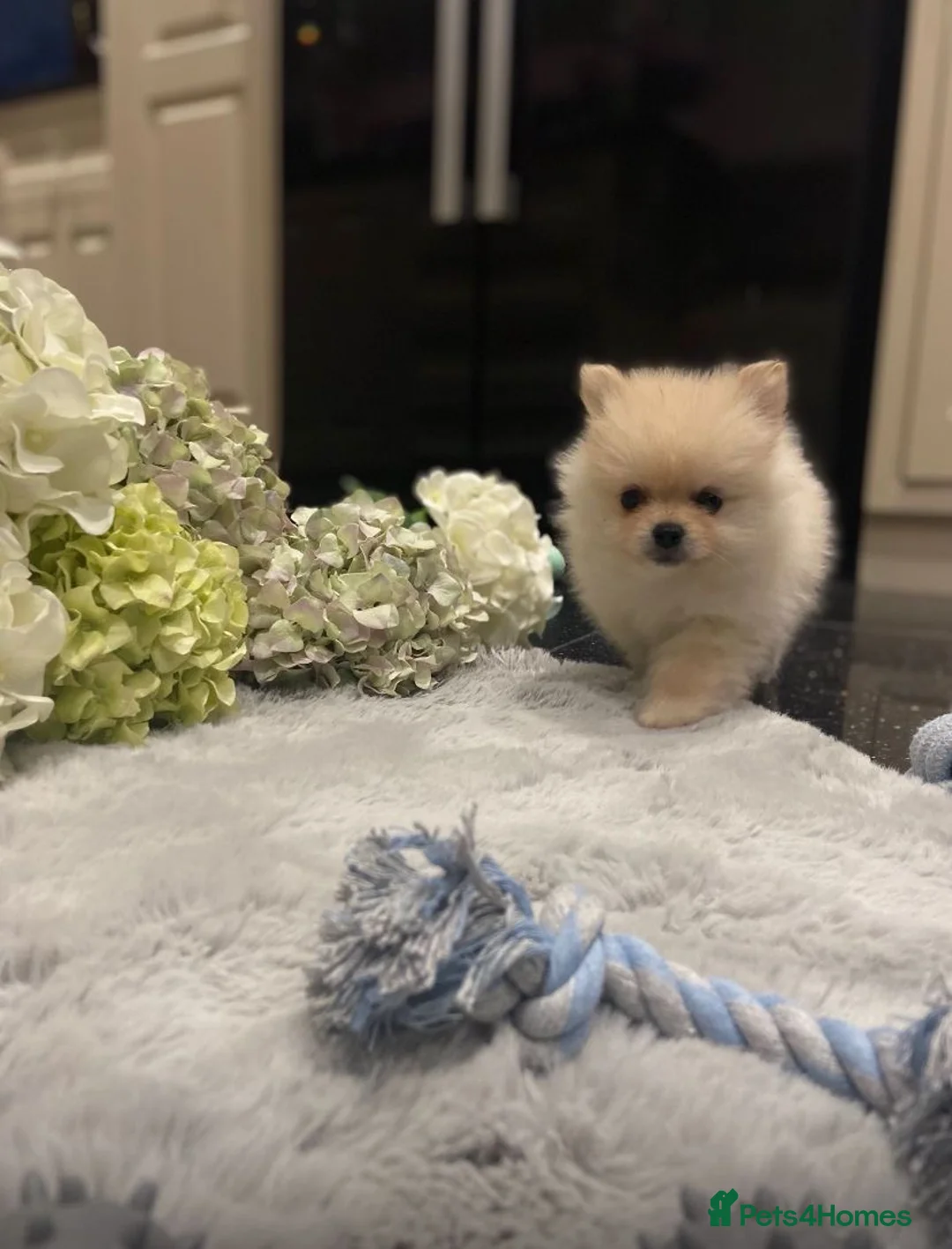 Pomeranian dogs for stud: Outstanding Boy available for stud duties  in Penrith - Advert 17