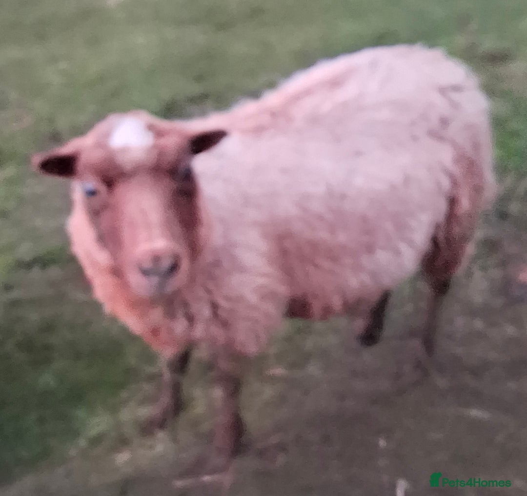 Sheep livestock for sale: Trio of Pet Sheep - Advert 3