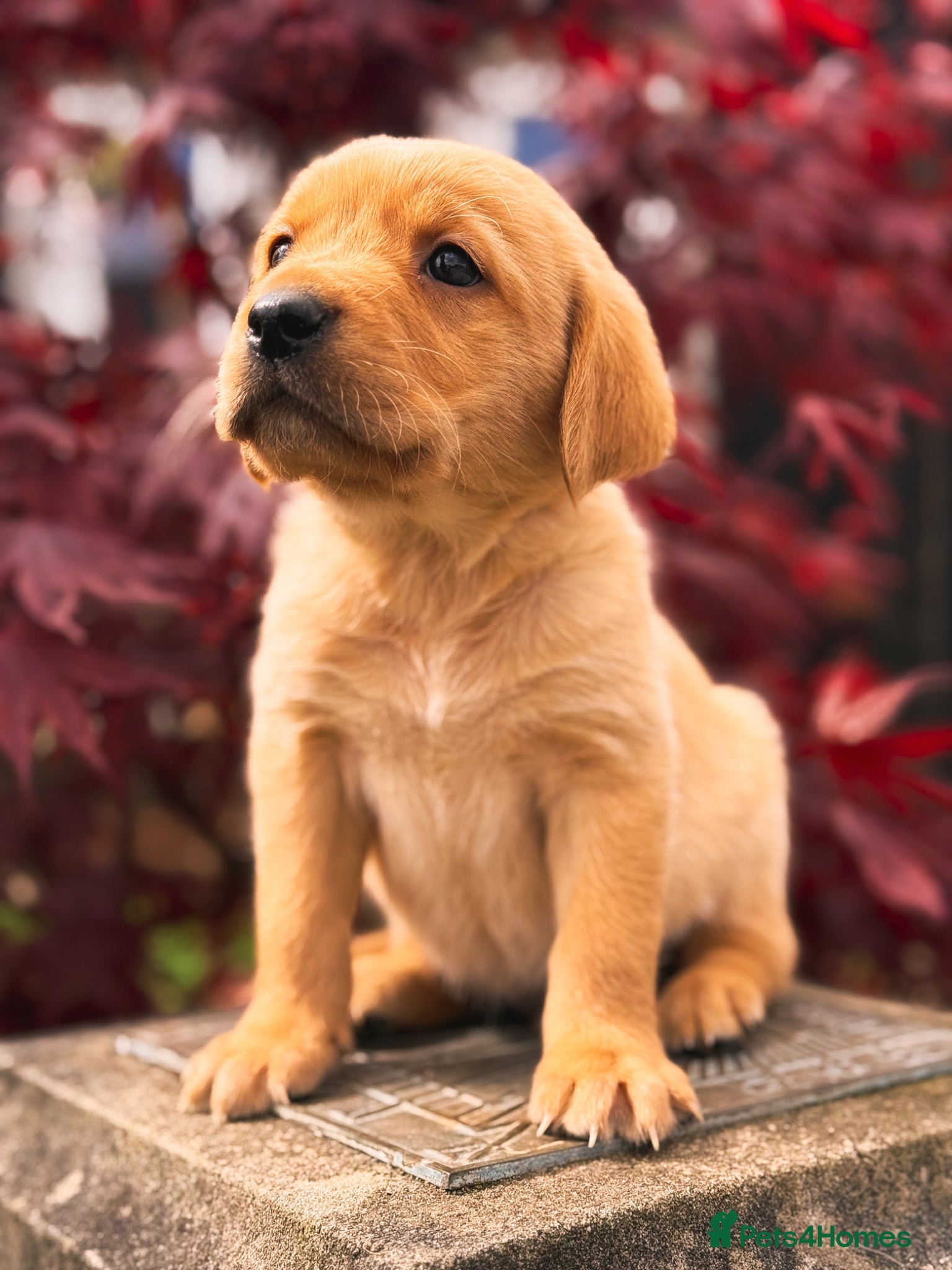 Goldador dogs Beautiful Deep Red Goldadors DNA Clear - Advert 2