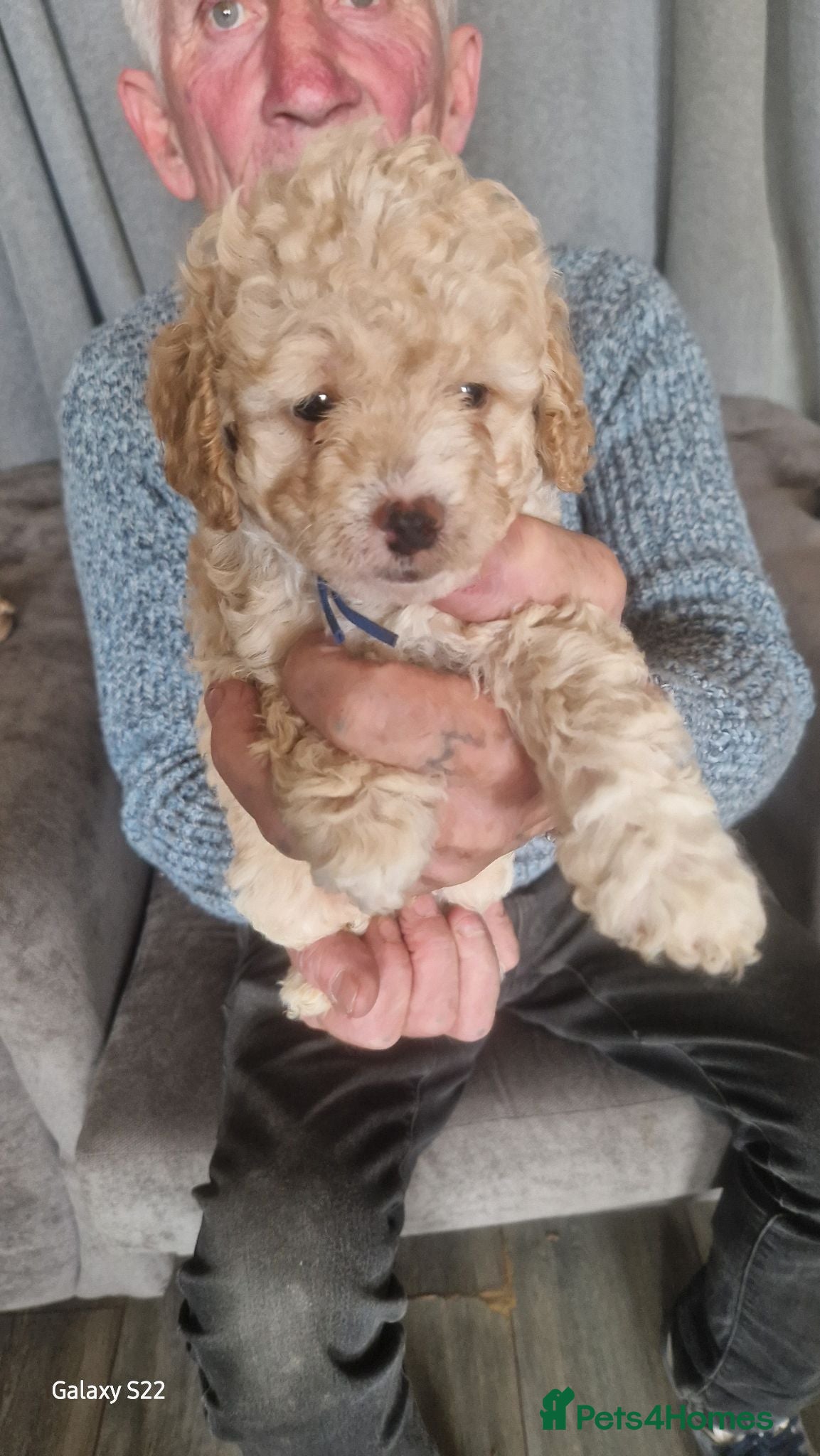 Cockapoo dogs 1 boy 1 girl available  - Advert 1