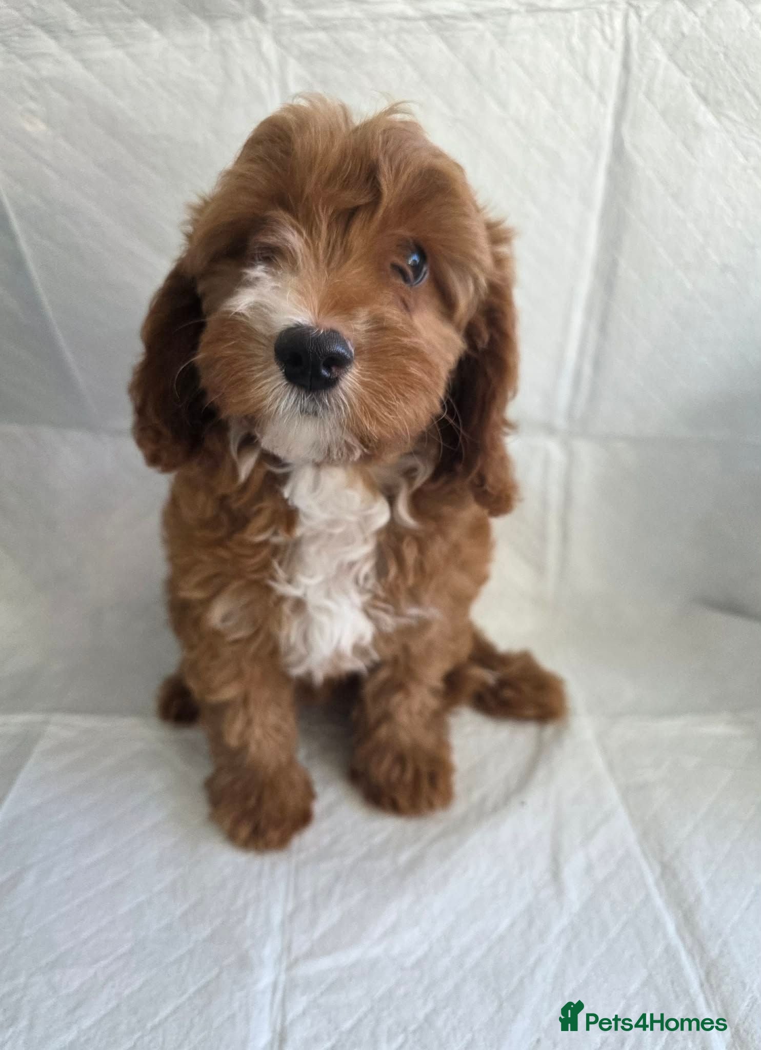 Cavapoo dogs ⭐💗Beautiful Toy Cavapoo Girl💗⭐ - Advert 16