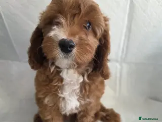 Cavapoo dogs ⭐💗Beautiful Toy Cavapoo Girl💗⭐ - Advert 16