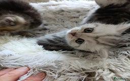 British Shorthair cats for sale: British Shorthair kittens - Image 4