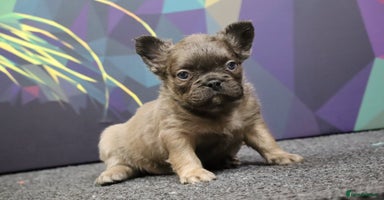 French Bulldog dogs - Advert 8