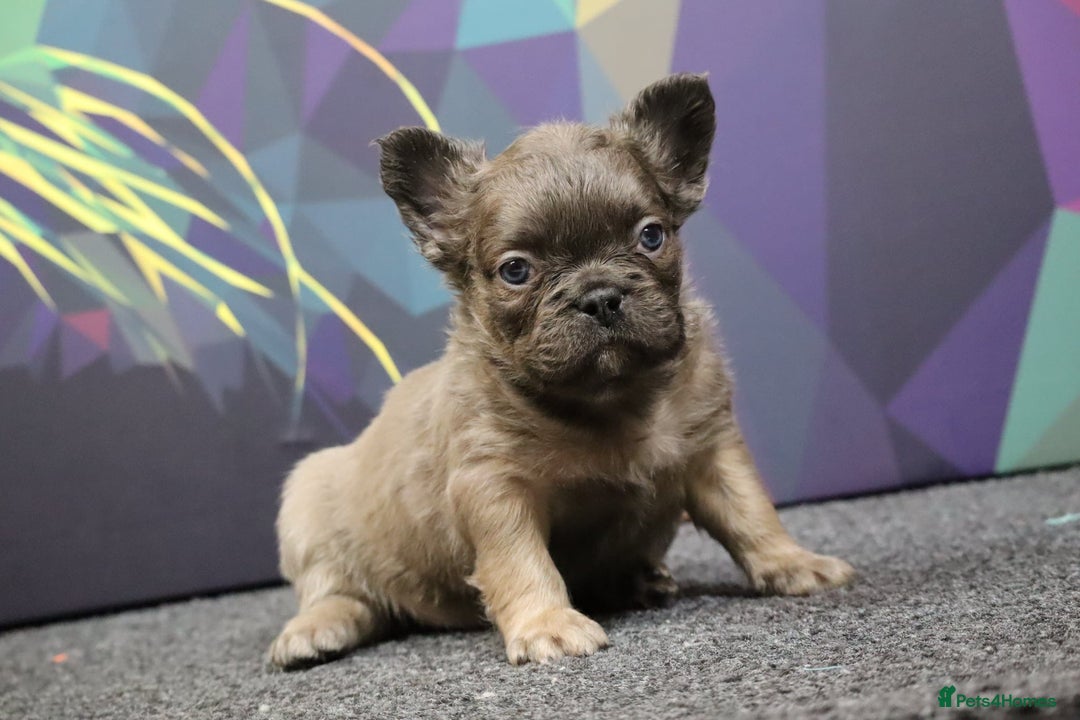 French Bulldog dogs for sale: Fluffy French Bulldog–Ready for Their Homes - Image 3