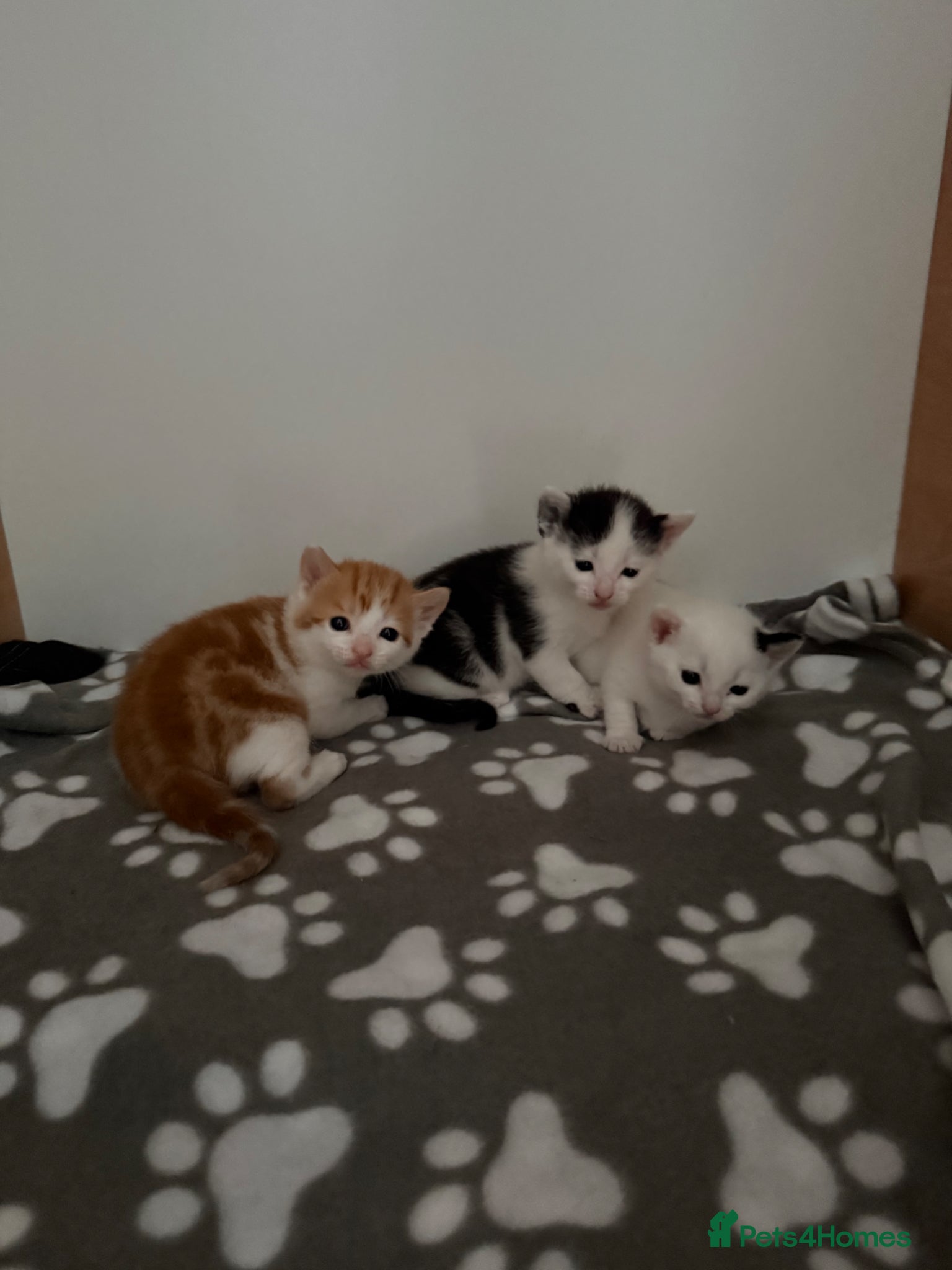 Mixed Breed cats Three adorable kittens  - Advert 3