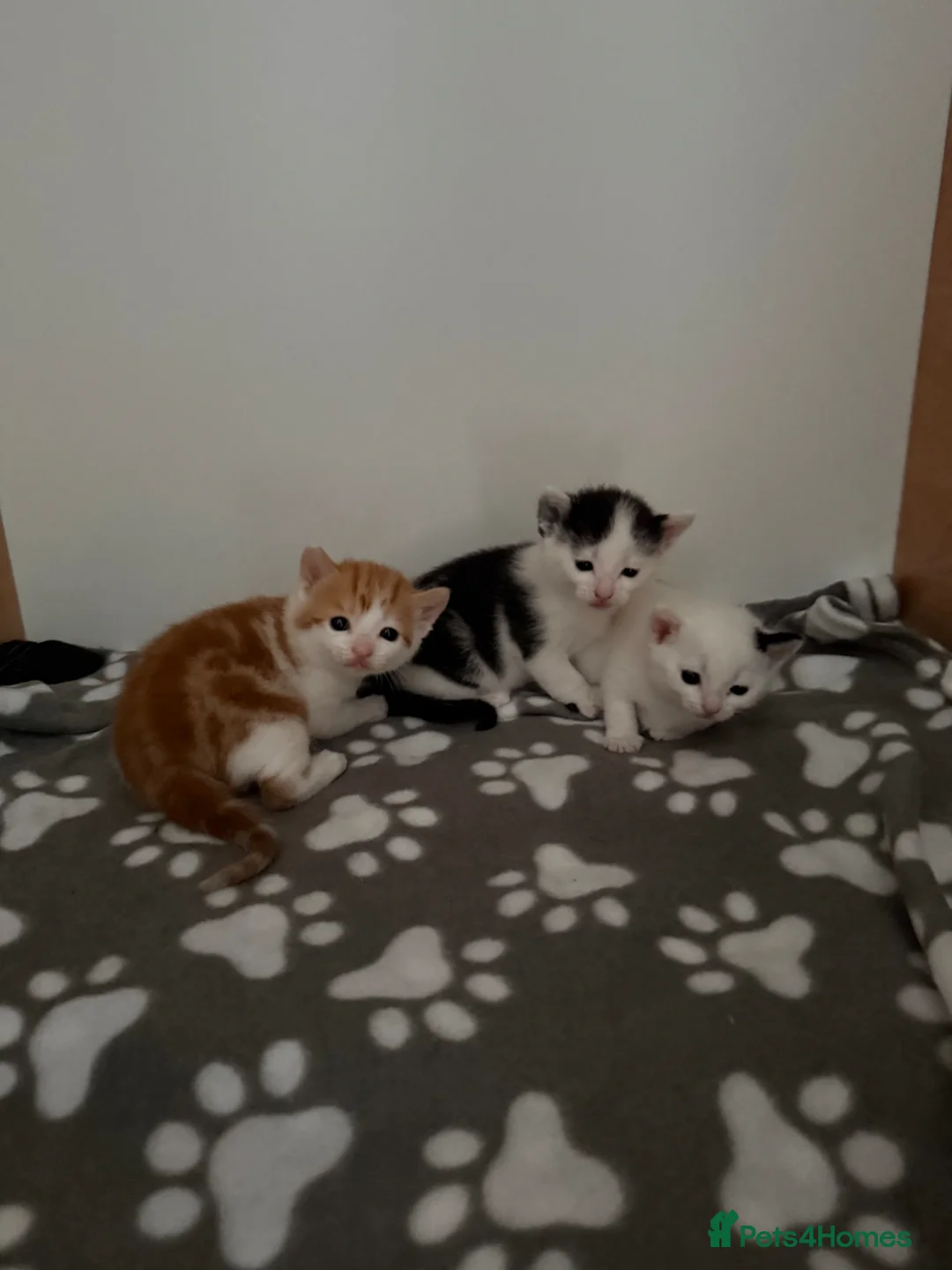 Mixed Breed cats for sale: Three adorable kittens  - Advert 1