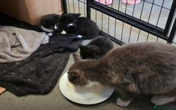 Domestic Shorthair cats for sale: Very pretty Black and White Kittens  - Image 1
