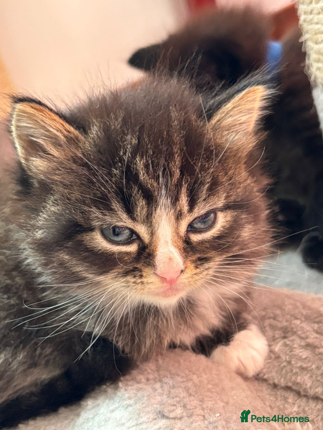 Ragcoon cats for sale: Maine Coon/Ragdoll Cross - Image 2