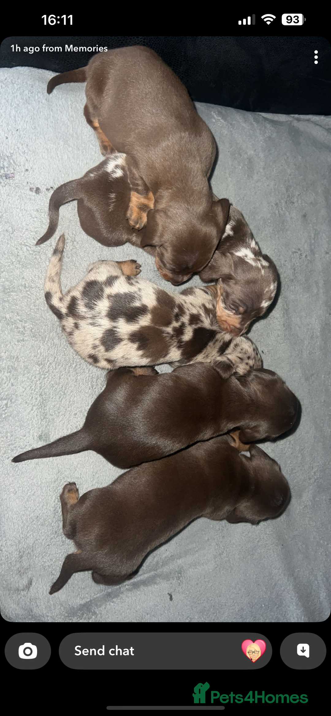 Miniature Dachshund dogs for sale: Mini dauchunds puppies - Advert 11