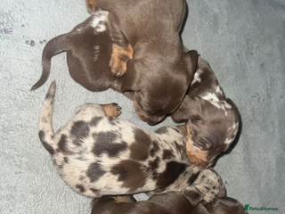 Miniature Dachshund dogs Mini dauchunds puppies - Advert 16