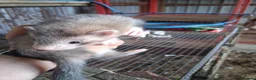 Ferret rodents for sale: Ferrets  - Advert 1