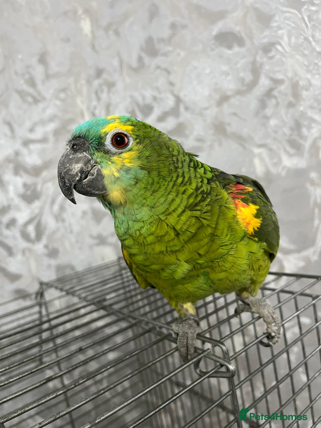 Parrots birds for sale: TAME AND TALKING FEMALE BLUE FRONT AMAZON WITH DNA - Advert 15