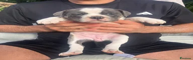 Blue and White Olde English Bulldogge 7