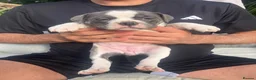 Olde English Bulldogge dogs for sale: Olde English bulldogge f2 - Advert 14