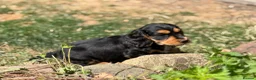 Cocker Spaniel dogs for sale: Stunning cocker pups kc reg ready now - Advert 7