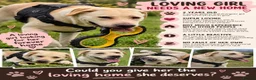 Mixed Breed dogs for sale: (Free) 2 mastiff breed dogs for rehoming  - Advert 2