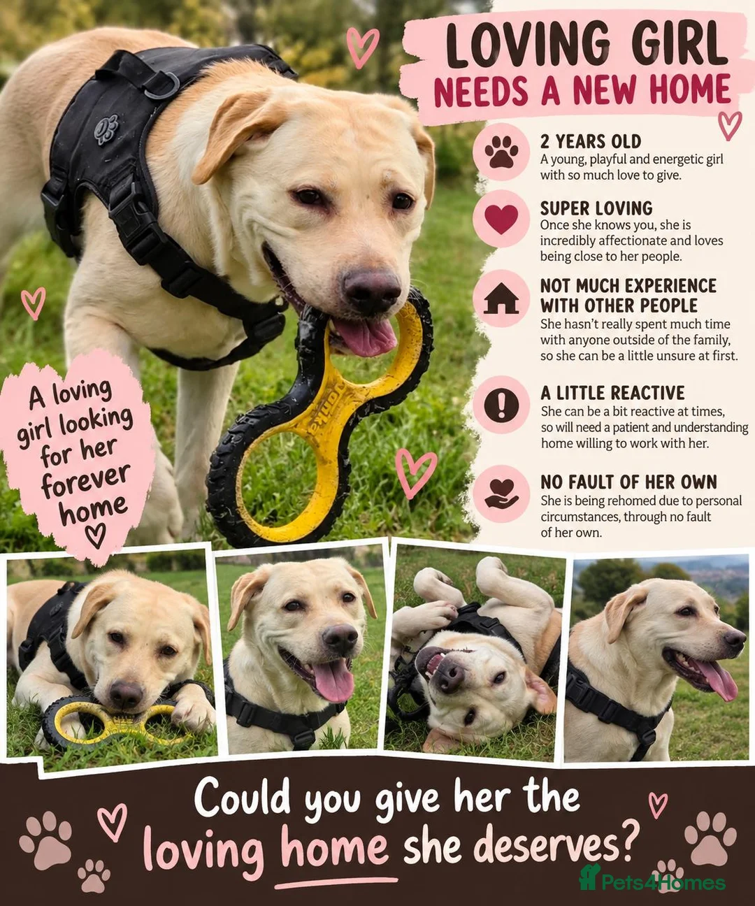 Mixed Breed dogs for sale: (Free) 2 mastiff breed dogs for rehoming  - Advert 2