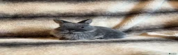 Netherland Dwarf rabbits for sale: Netherland Dwarf Babies🤍 in Barton-upon-Humber - Advert 14