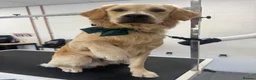 Golden Retriever dogs for stud: STUD AVAILABLE - BRUCIE  in High Wycombe - Advert 1