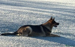 German Shepherd dogs for sale: KC German Shepherd  - Image 3