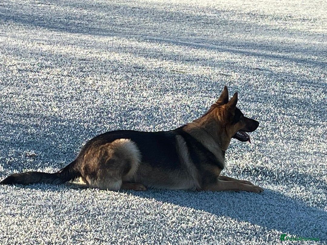 German Shepherd dogs for sale: KC German Shepherd  - Image 3