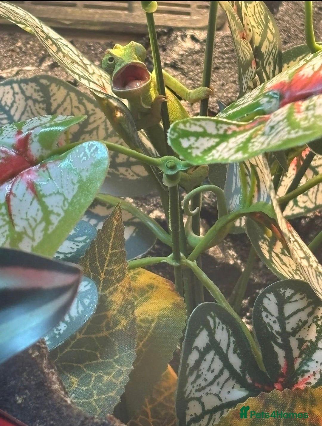 Chameleon reptiles for sale: female veiled chameleon with full set up - Advert 6